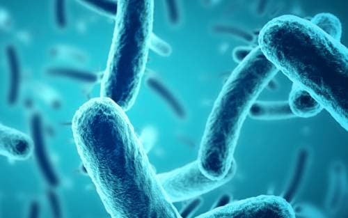 Que font les bactéries et les enzymes dans une fosse septique ?